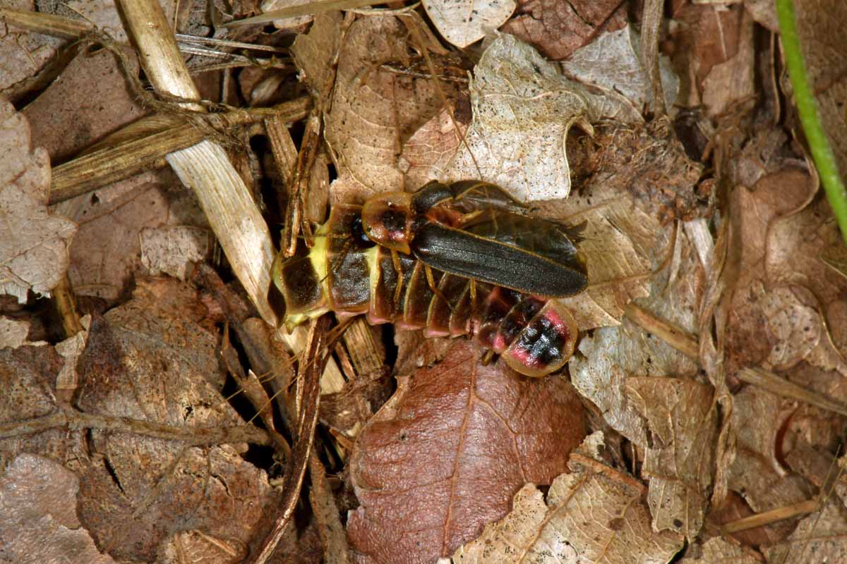 Lampyridae: Coppie di Lampyris fuscata?  S !